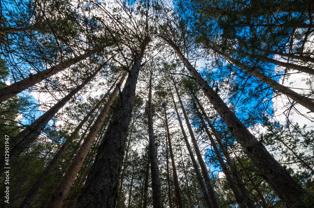 Árboles y cielo para fondos de publicidad Stock Photo | Adobe Stock