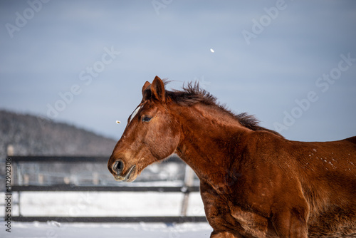  Close up on a big chestnut brown horse outside in winter