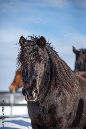 Close up on a black horse pony  © Beatrice