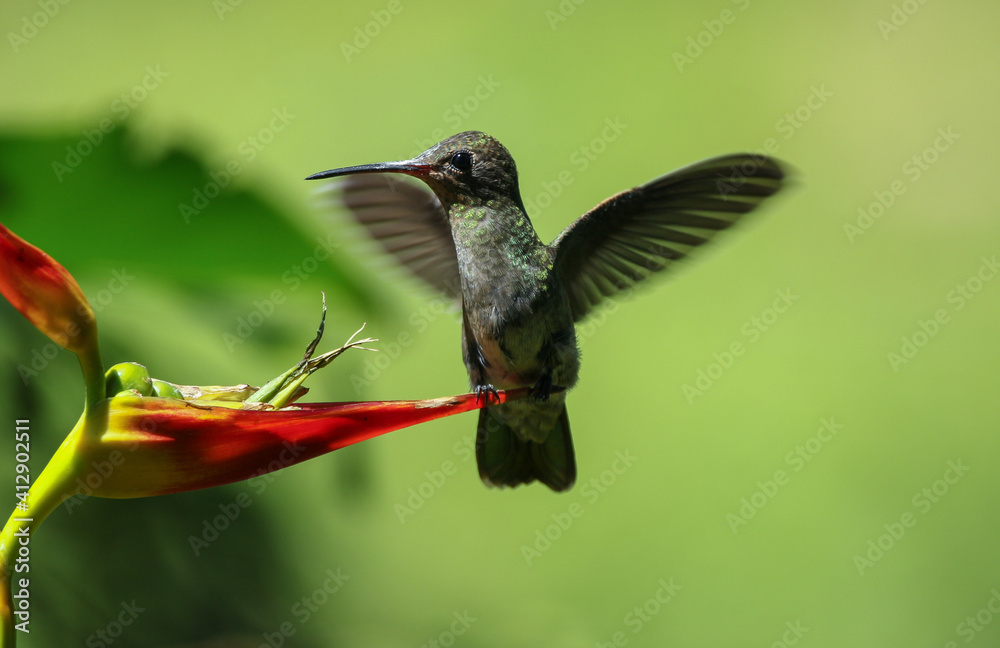 Fototapeta premium hummingbird in flight