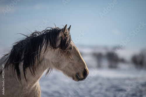 Beautiful buckskin quarter horse outside in windy winter pasture