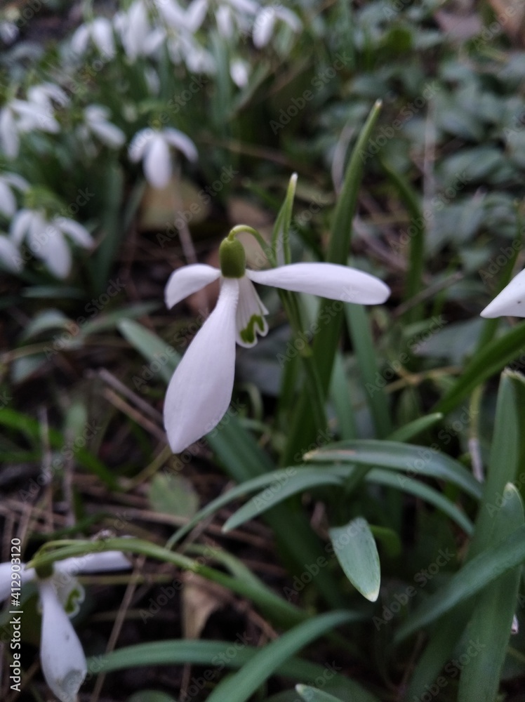 Snowdrop, primrose. Sparkling flowers. Beautiful flowers in early spring.
Snowdrop, primrose. Sparkling flowers. Beautiful flowers in early spring.