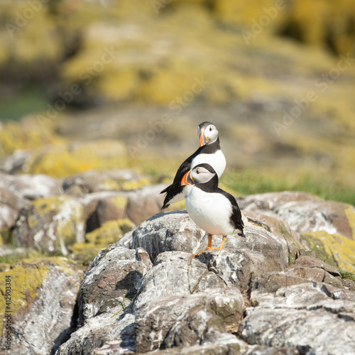 Pair of Puffins (Fratercula Arctica) on the Farne Islands