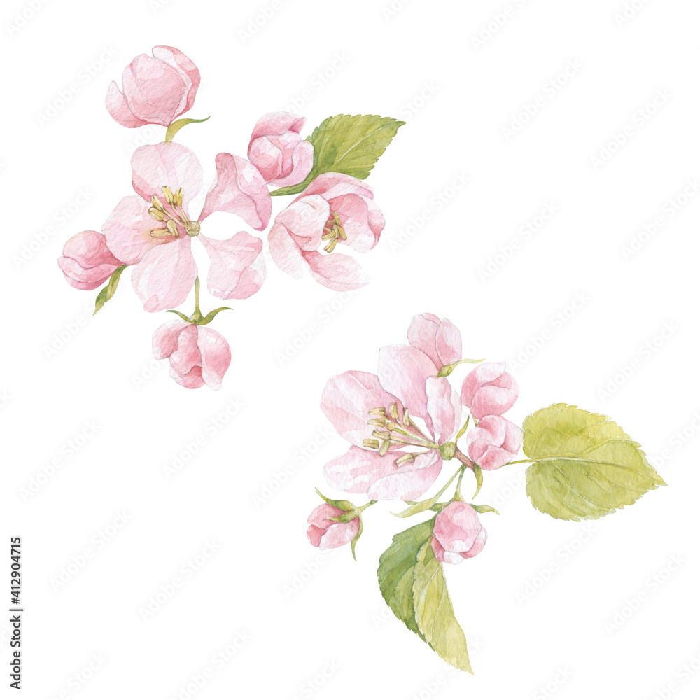 Apple tree blossom with flowers and green leaves on white background. Watercolor isolated floral elements. Perfect for greeting cards, invitations, textile design, printing.