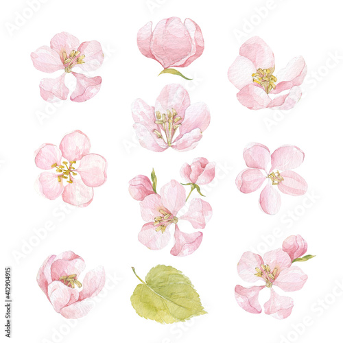 Apple tree flowers. Watercolor painting Isolated floral elements on white. Perfect for greeting cards, invitations, textile design, printing.