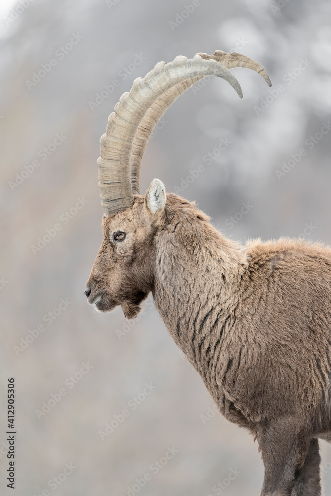 Alpine ibex in the Alps (Capra ibex)