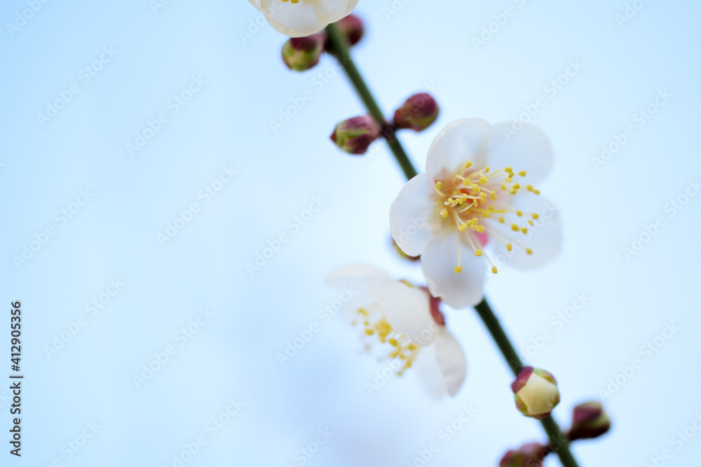 梅の花(白梅)
梅の花(白梅)