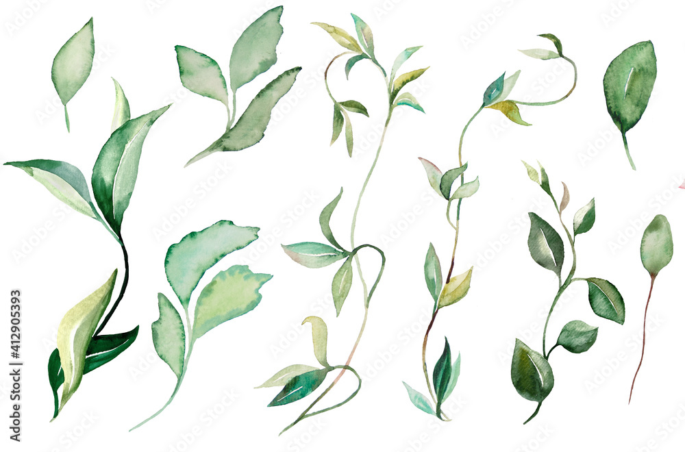 Watercolor creeping plants and leaves Illustrations