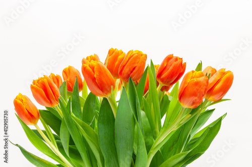 Rote Tulpen auf weissem hintergrund