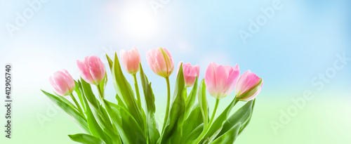 Tulpen vor blauem Himmel im Frühling