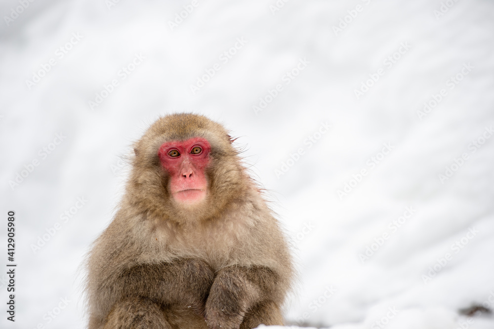Naklejka premium portrait of a long macaque