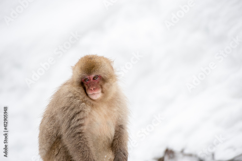 portrait of a monkey in winter © Nature_Japan_NM