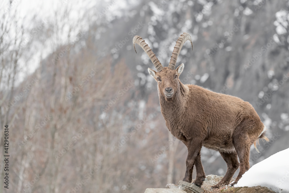 Majestic Ibex male in winter season (Capra ibex)