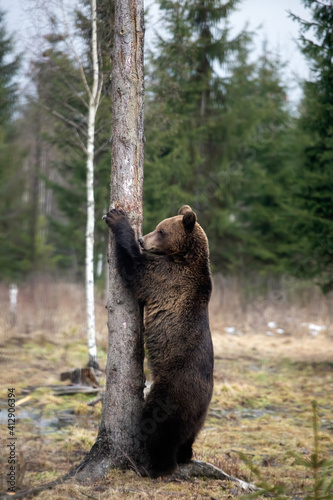 Brown bear in winter forest