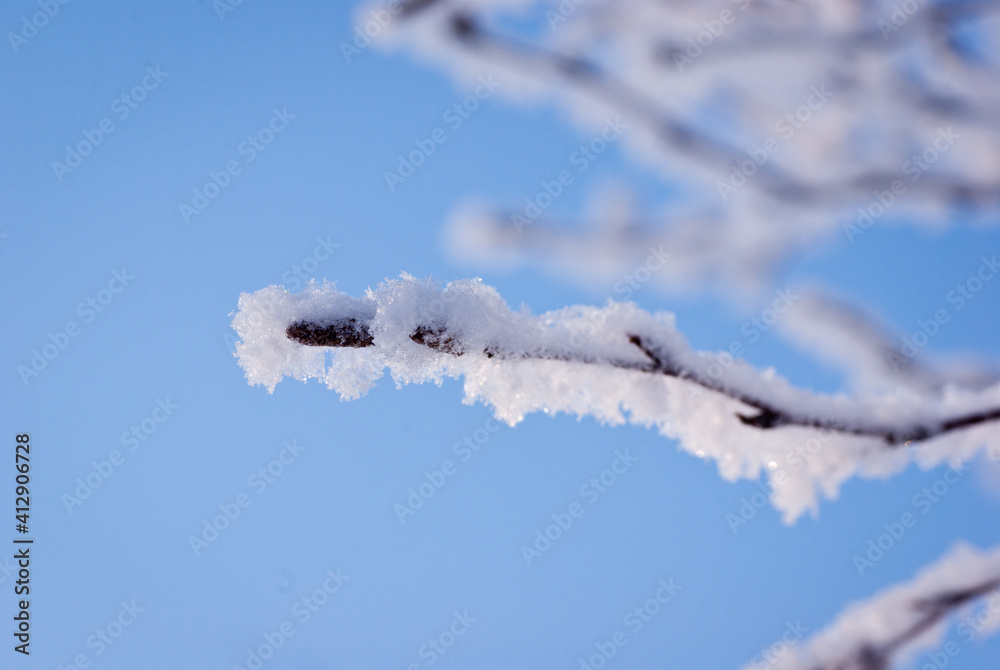 Hoarfrost on branches against bright blue sky in the winter