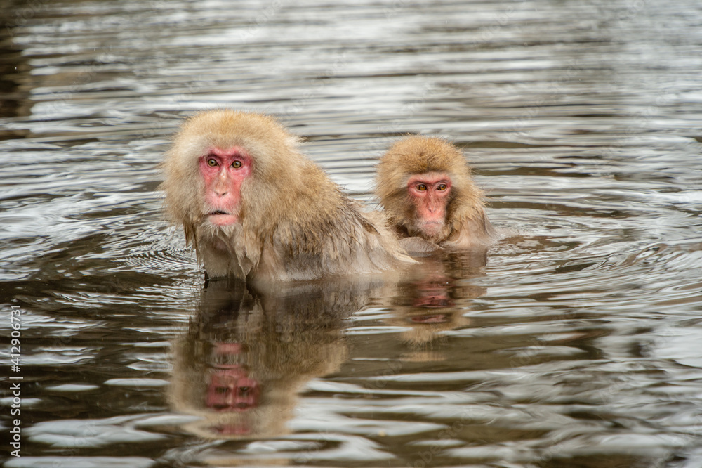 Fototapeta premium 温泉にいるニホンザル