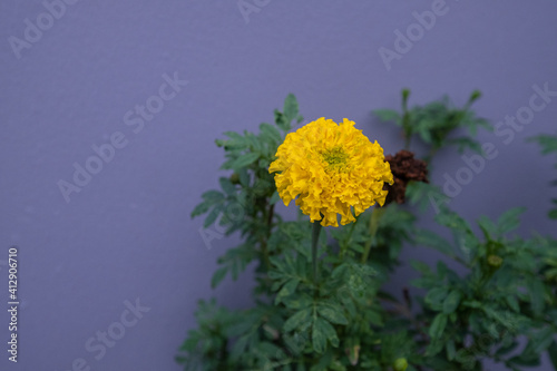 yellow flower in the wind