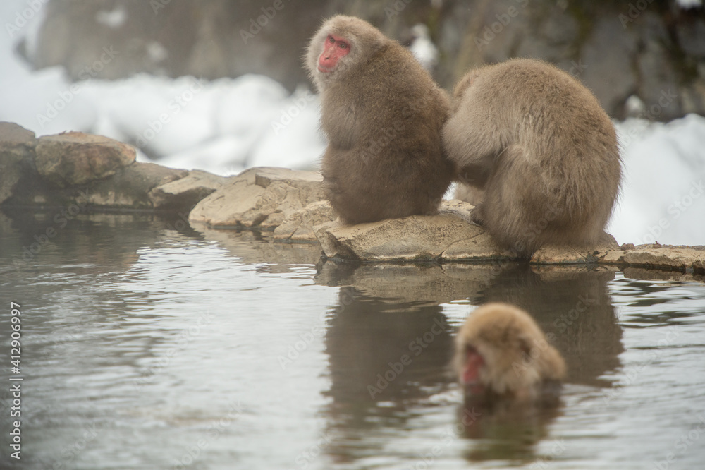 Naklejka premium ニホンザルと温泉
