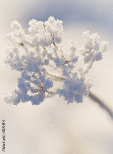 Snow covered plant on a sunny winter day © Jenni Hietanen