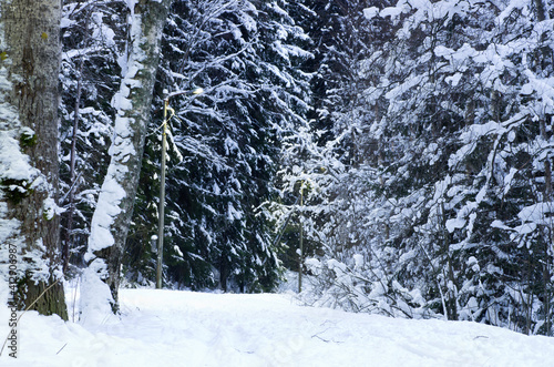 Snowy Finnish forest with coniferous trees in the winter