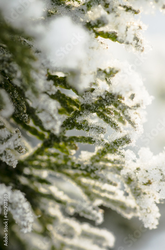 Hoarfrost on thuja tree branches in the winter