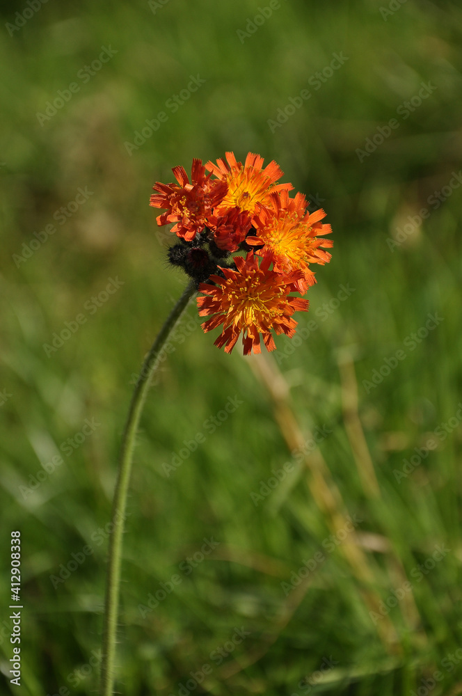 Orangerotes Habichtskraut am Waldrand Orangerotes Habichtskraut am Waldrand
