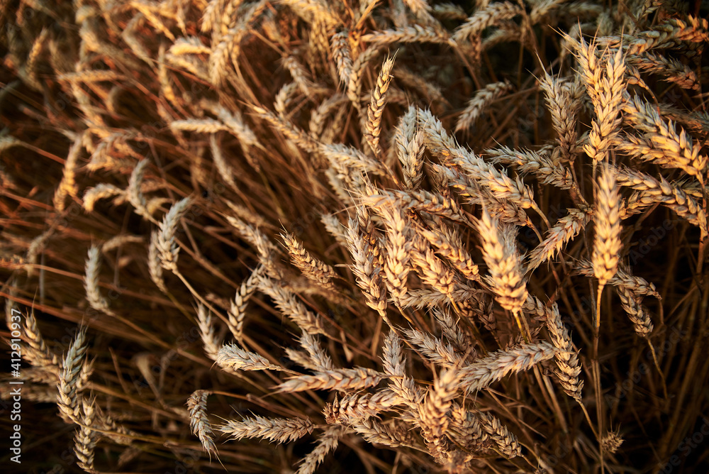 Close-up picture of beautiful wheat stalks, growing in countryside. Agricultural rural background. Ecological food production. Natural field landscape in summer. Close-up picture of beautiful wheat stalks, growing in countryside. Agricultural rural background. Ecological food production. Natural field landscape in summer.