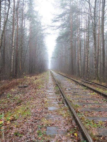 path in the forest