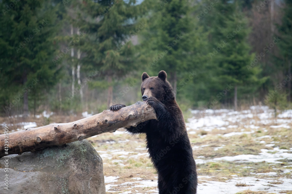 Fototapeta premium Brown bear in winter forest
