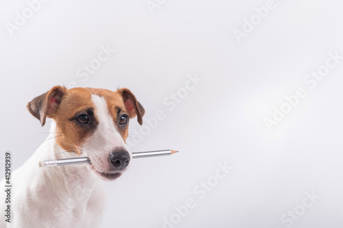 Dog Jack Russell Terrier holds a simple pencil in his mouth on a white background © Михаил Решетников