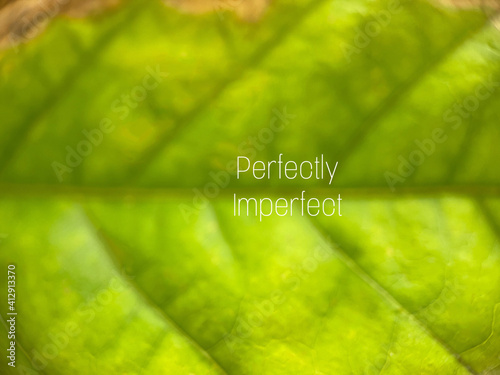 Blur the text  perfectly imperfect Fern leaf and the sunlight reflected