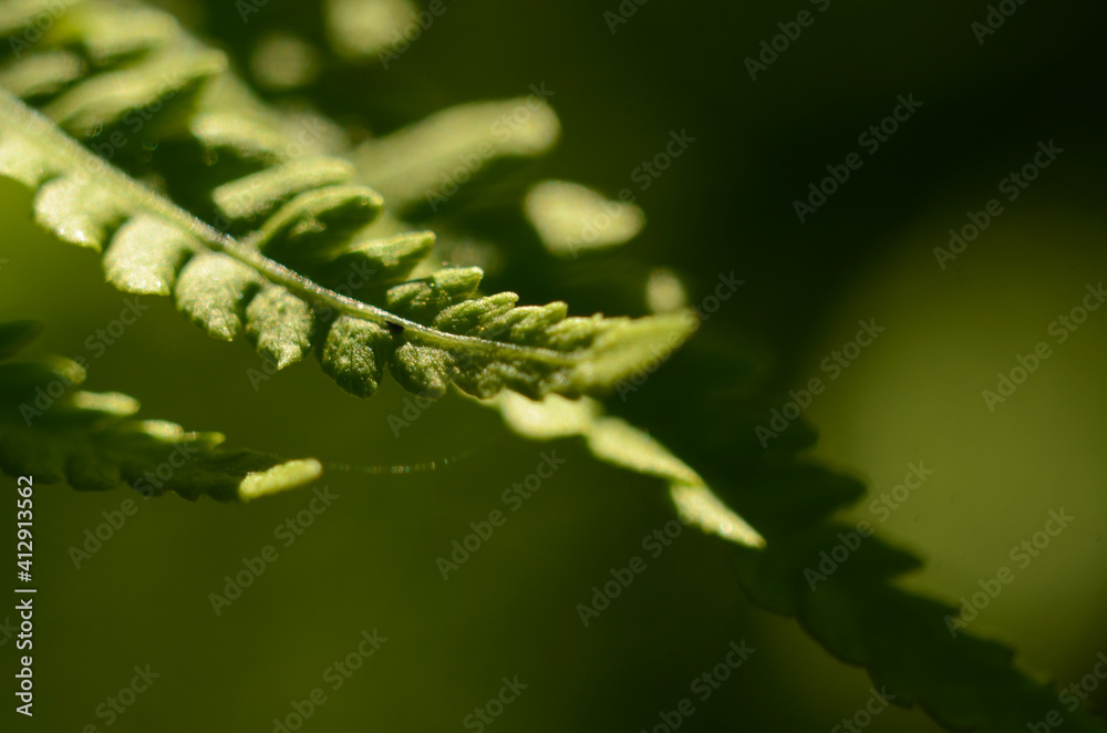 Macro closeup green fern leaf plant background. Macro closeup green fern leaf plant background.
