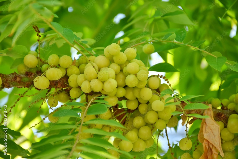 Gooseberry fruit on the gooseberry tree Gooseberry fruit on the gooseberry tree
