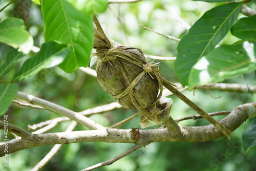 grafting branch is agricultural technique to make new tree