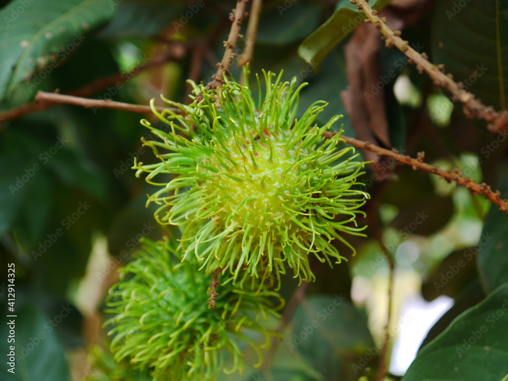 Green rambutan fruit in the garden Green rambutan fruit in the garden