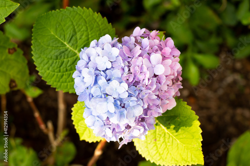 Blue and violet color of Hydrengea flowerwith green leaf background photo