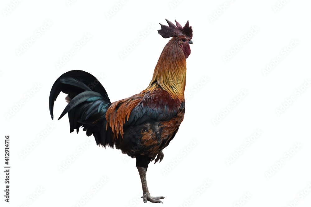 Fototapeta premium rooster isolated on white background