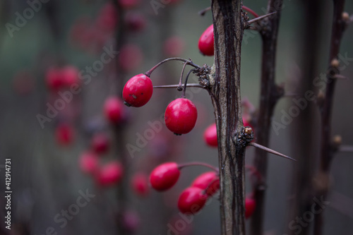 Red barberry bush branches. The Beauty That Hurts.