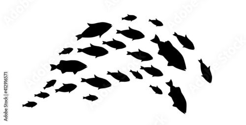 Silhouettes of groups of  fishes on white. Vector