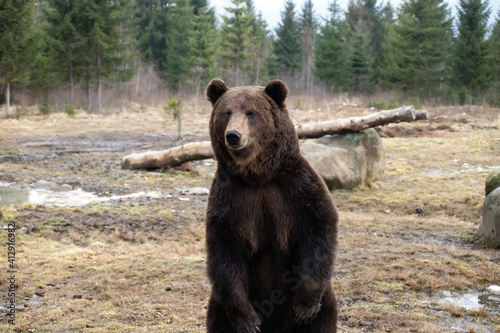 Brown bear in winter forest