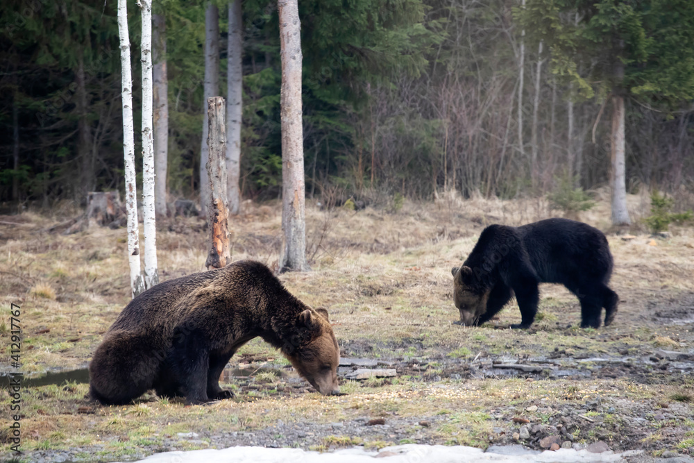 Fototapeta premium Brown bear in winter forest