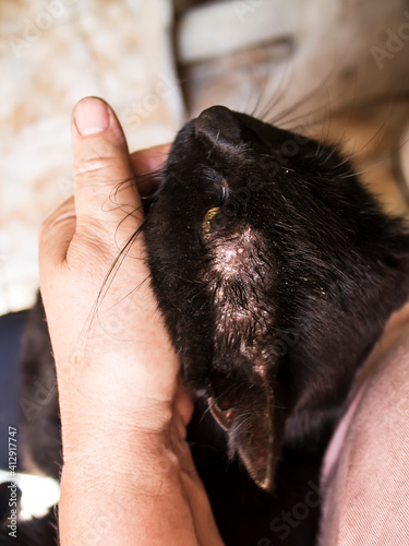 The veterinarian examines the cat. Rash, peeling and redness on the skin. Allergic reactions to flea bites, food, chemicals and more. The concept of prevention and treatment of diseases in animals.