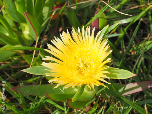 Carpobrotus edulis flower, close up. Light yellow flowering sea fig blossom and green succulent foliage. Ice plant is ground creeping, mat-forming, aggressive, invasive plant in the family Aizoaceae.