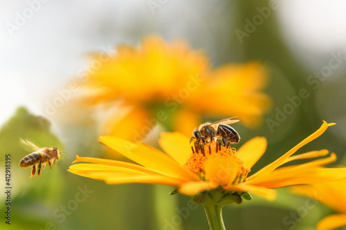 .Bee and flower. Close up of a large striped bee collects honey on a yellow flower on a Sunny bright day. Macro horizontal photography. Summer and spring backgrounds