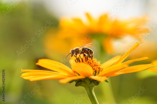 .Bee and flower. Close up of a large striped bee collecting pollen on a yellow flower on a Sunny bright day. Macro horizontal photography. Summer and spring backgrounds