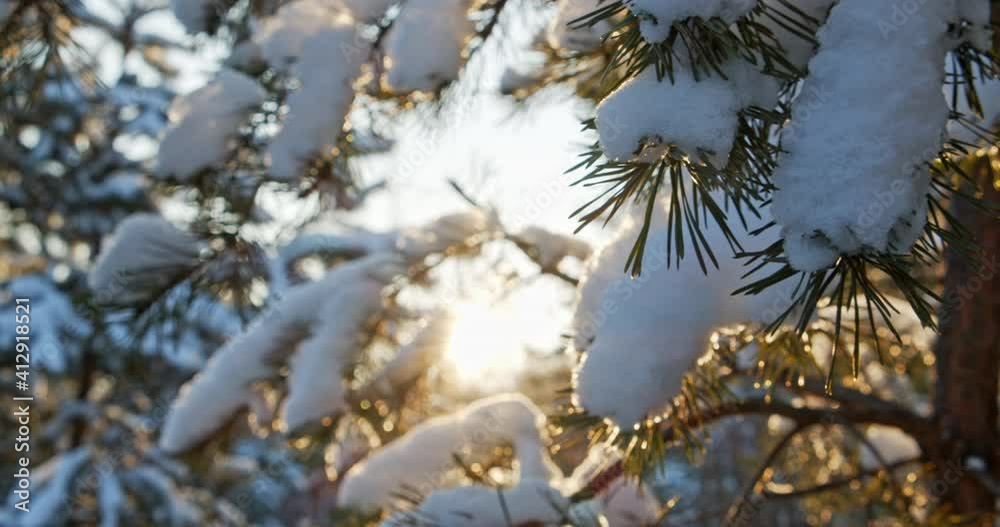 Snowy pine tree branches close-up in December while sunset. Coniferous snowy tree in winter with a sun rays. Snowy pine branches over blu sky. Beautiful winter snow landscape with a sun. Snowy pine tree branches close-up in December while sunset. Coniferous snowy tree in winter with a sun rays. Snowy pine branches over blu sky. Beautiful winter snow landscape with a sun.