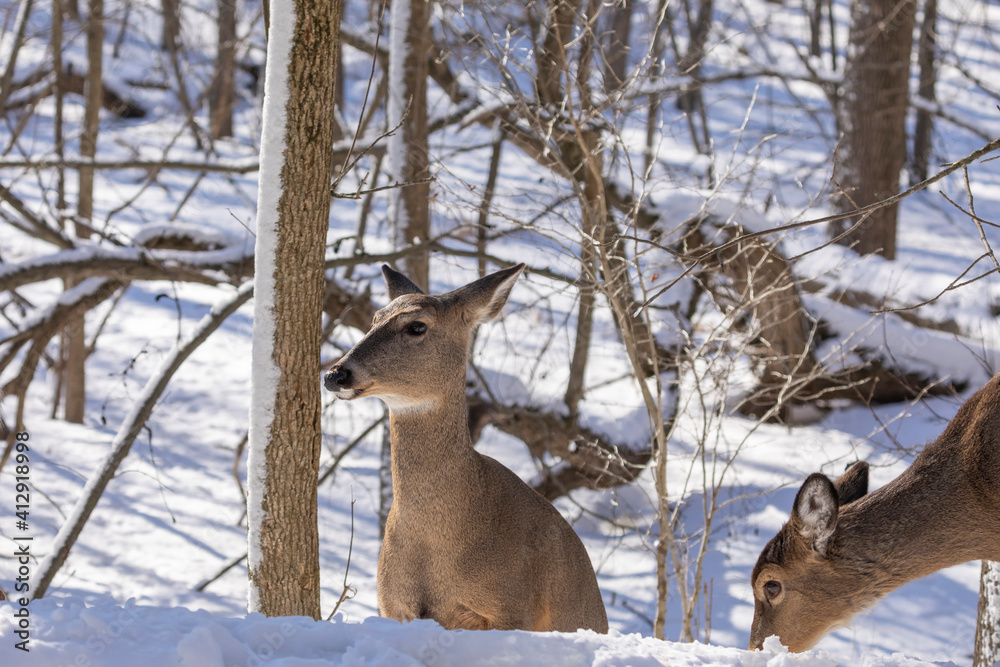 Deer. The white-tailed deer also known as the whitetail or Virginia deer in winter on snow. White tailed deer is the wildlife symbol of Wisconsin and game animal of Oklahoma. Deer. The white-tailed deer also known as the whitetail or Virginia deer in winter on snow. White tailed deer is the wildlife symbol of Wisconsin and game animal of Oklahoma.