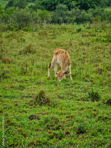 cow in the meadow