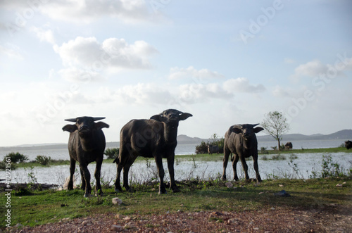 Fototapeta Naklejka Na Ścianę i Meble -  Water buffalo eating the grass in Songkhla Lake. Songkhla, Tailand