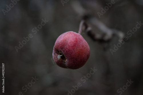 Just one coveted red apple left on branch.